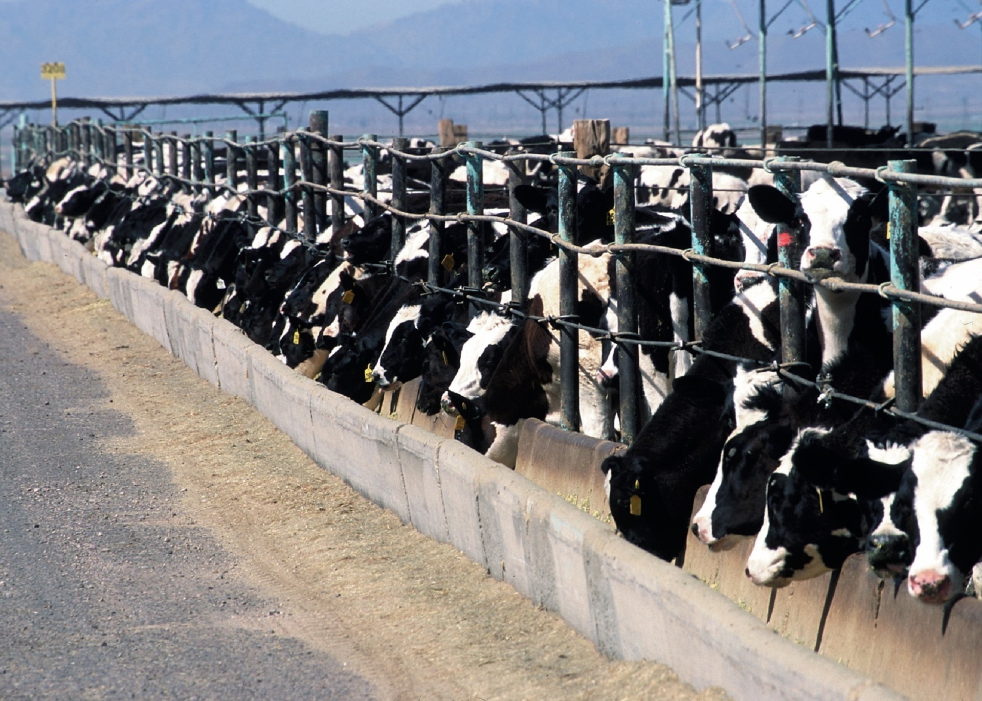 feedlots-usa-wiki-de